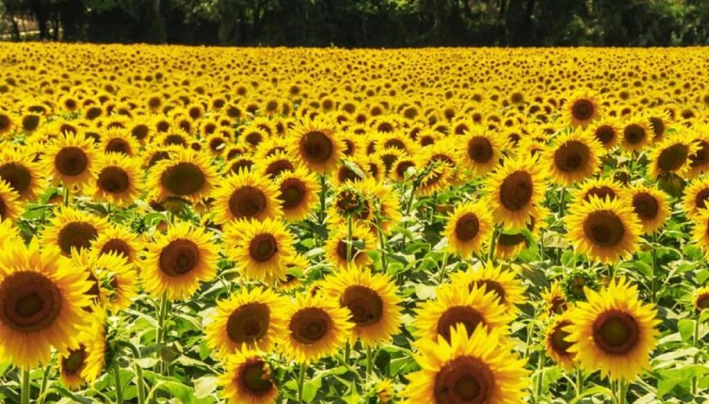 Otra alternativa de nutrición animal: el girasol perenne muestra su potencial forrajero en Catamarca