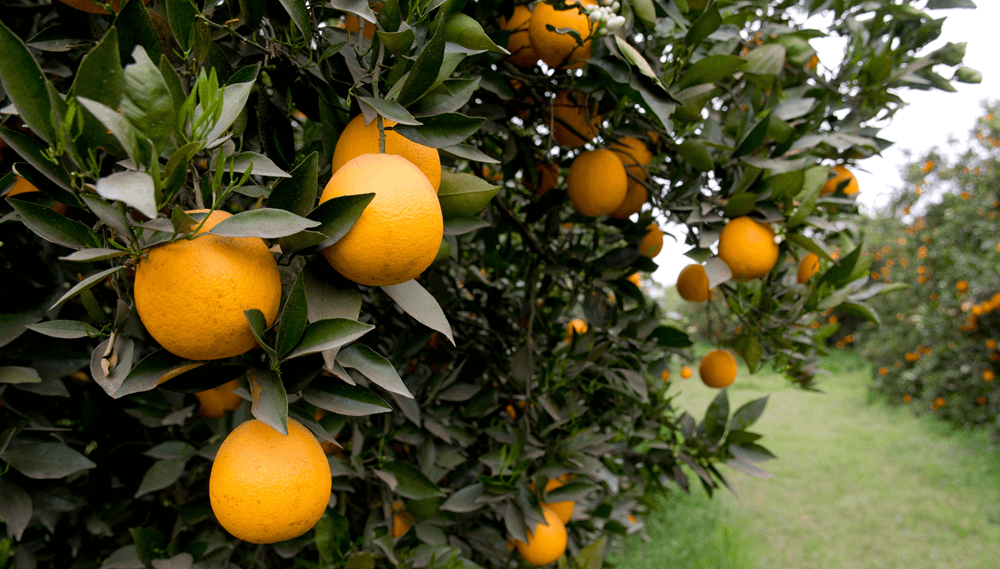 El mapa de las frutas en Buenos Aires: más de 7.000 hectáreas, con San Pedro como gran epicentro