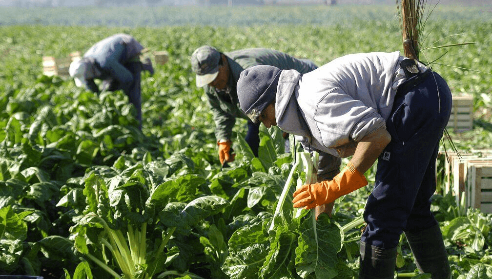 Trabajadores rurales: en diciembre, las prestaciones por desempleo serán de hasta $ 200.000